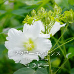 フラワーエッセンスセラピー